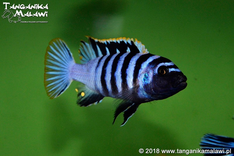 Cynotilapia zebroides 'Chewere'
